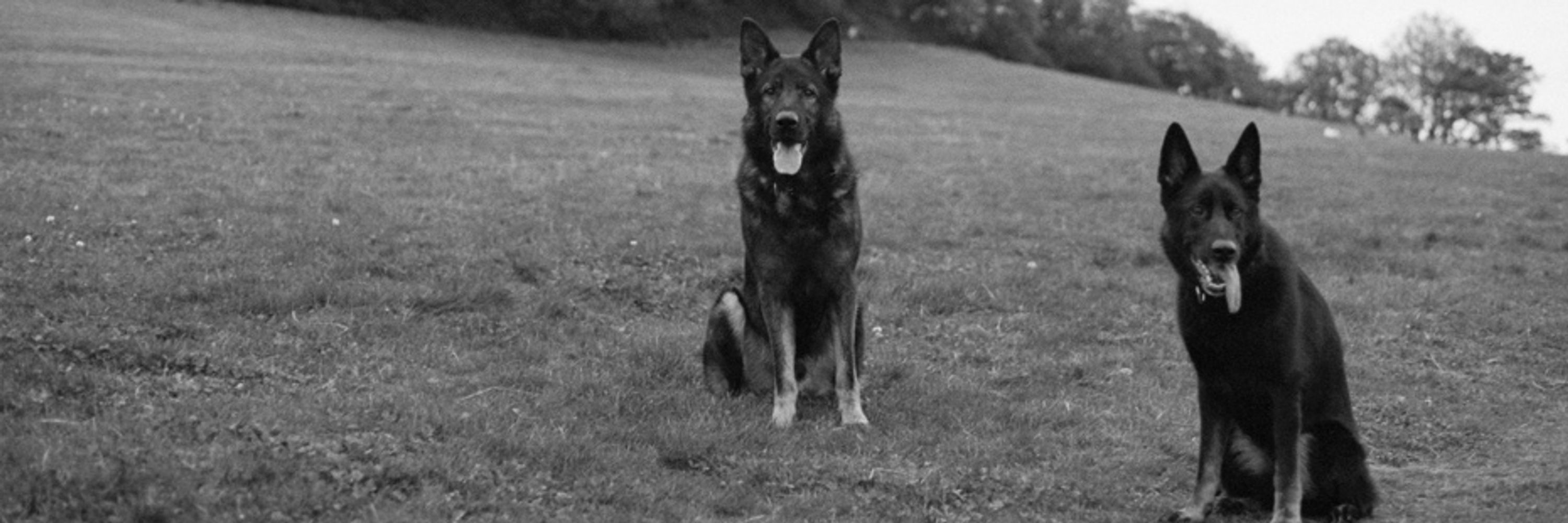 Police Dog Floyd