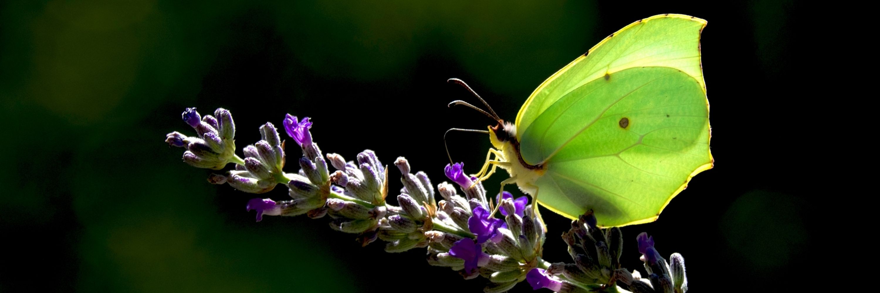 Violeta Pina 🦋