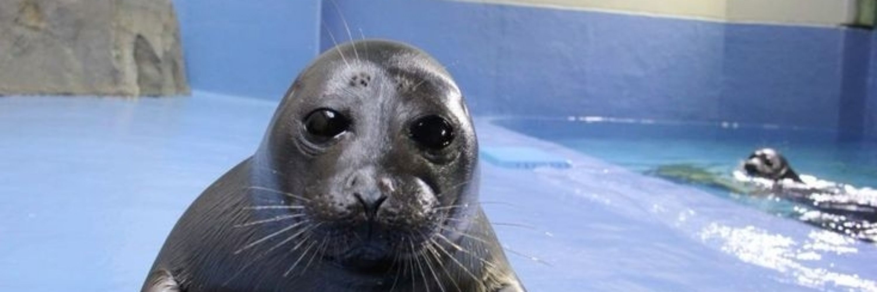 Silly Seal