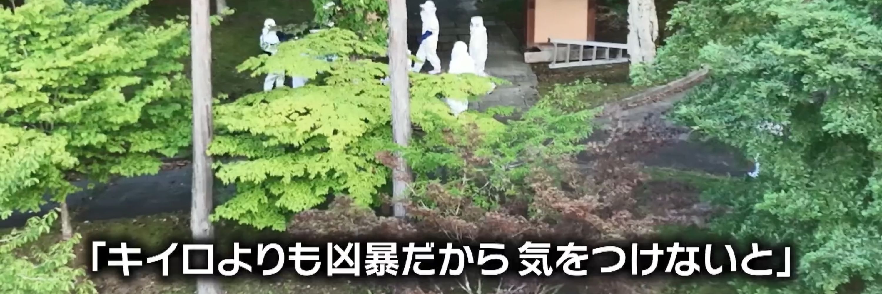 非公式トリ🐤