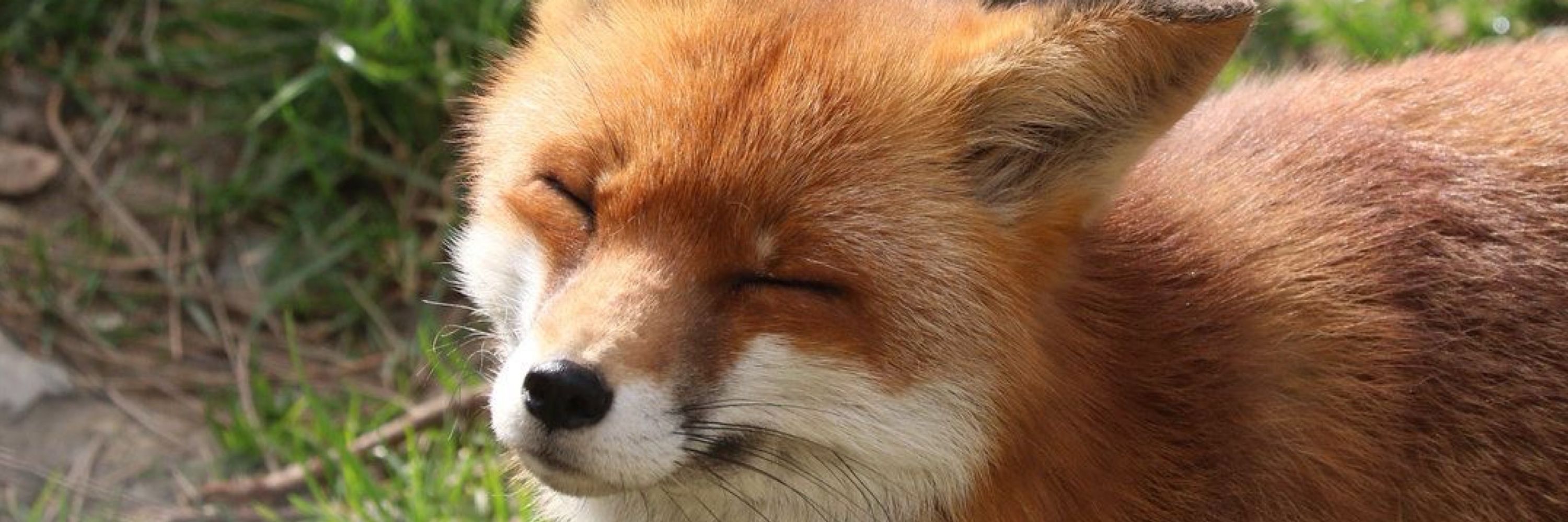 oliver/jasper 🦊🌙