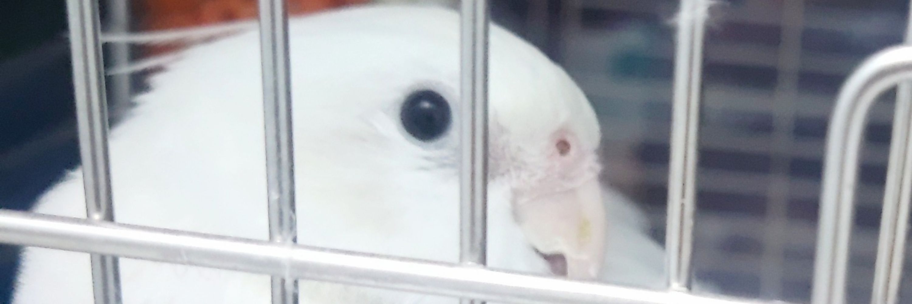 空🦜🌸💜