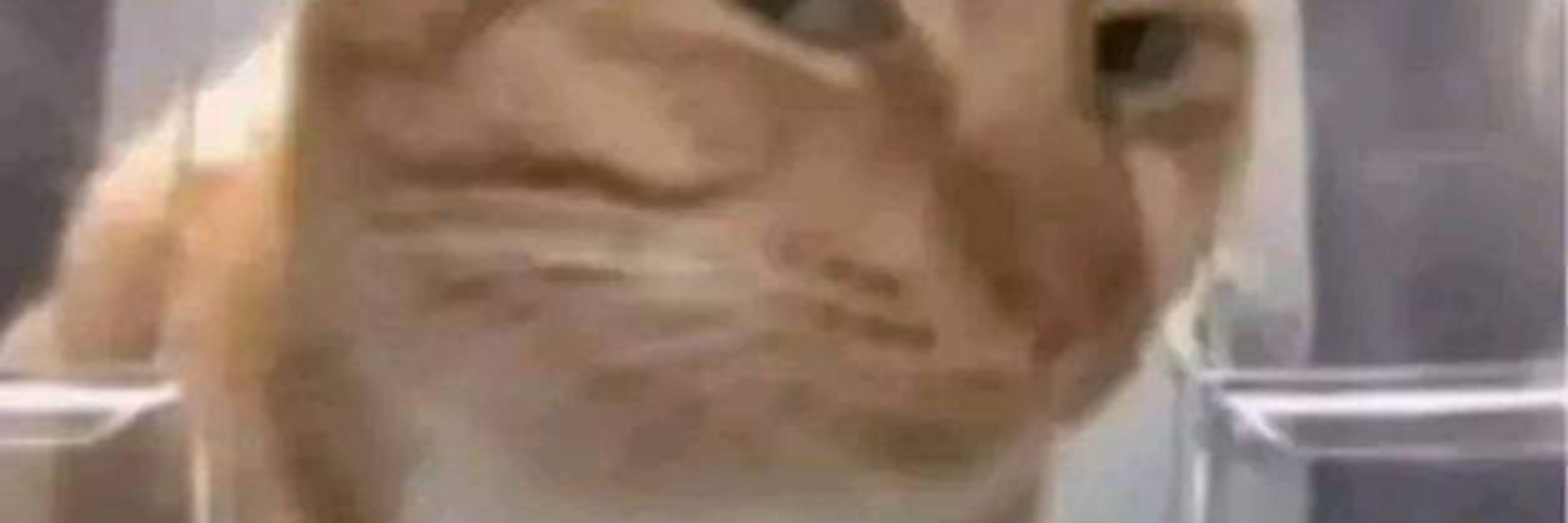 Pedro