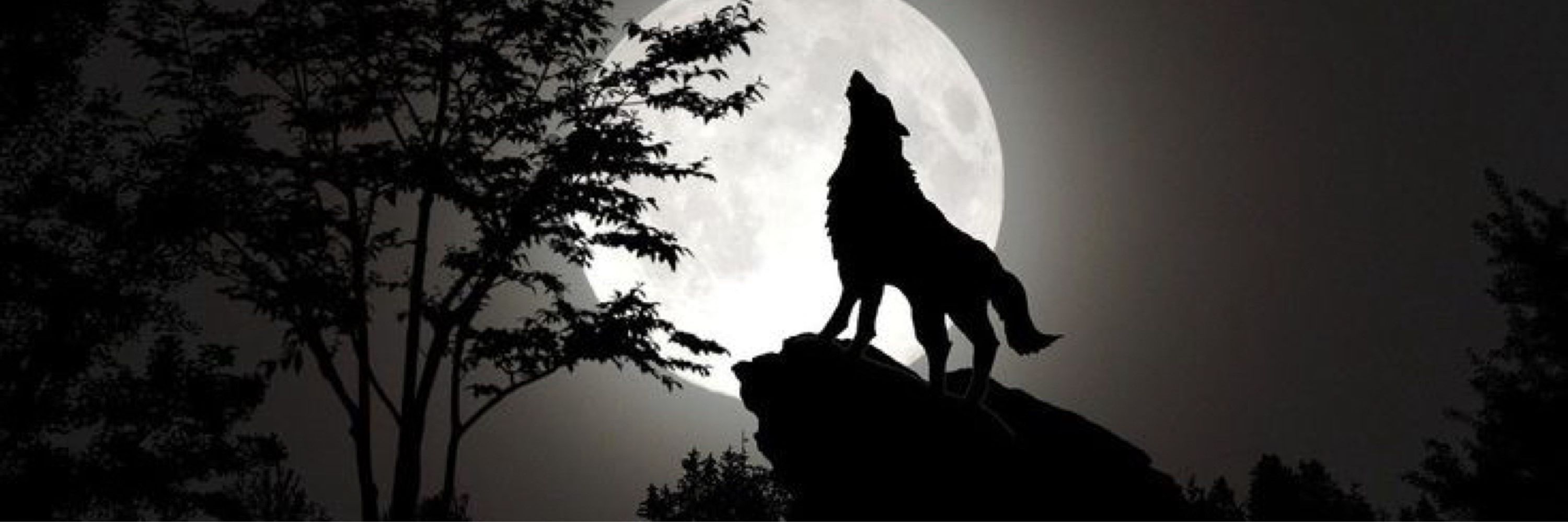 wolfey@IML