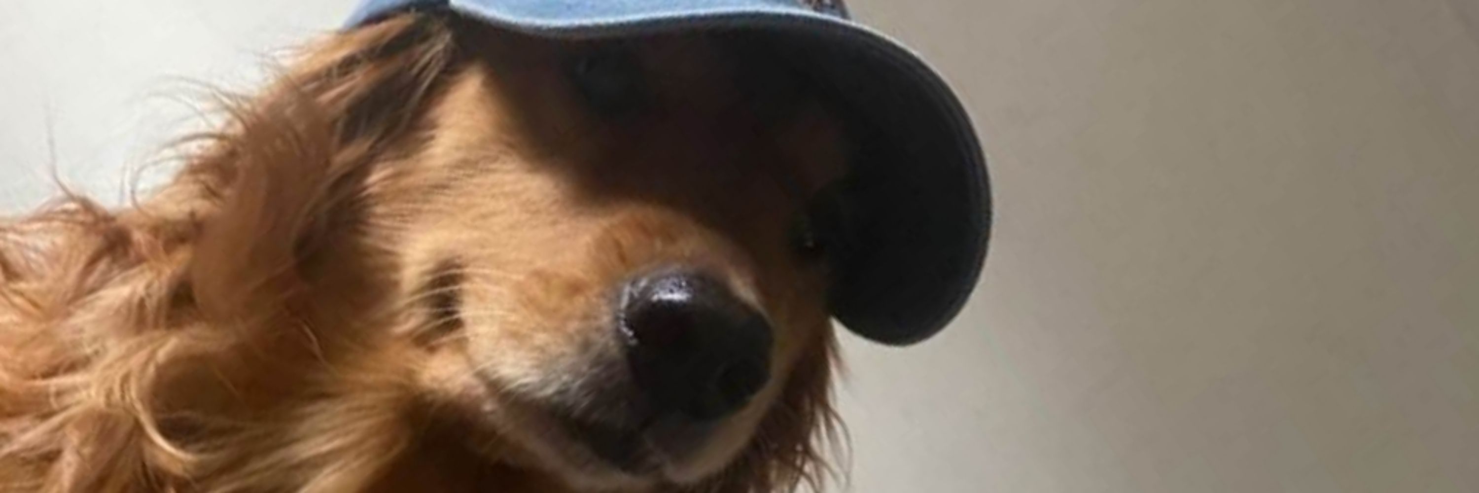 groovy dog