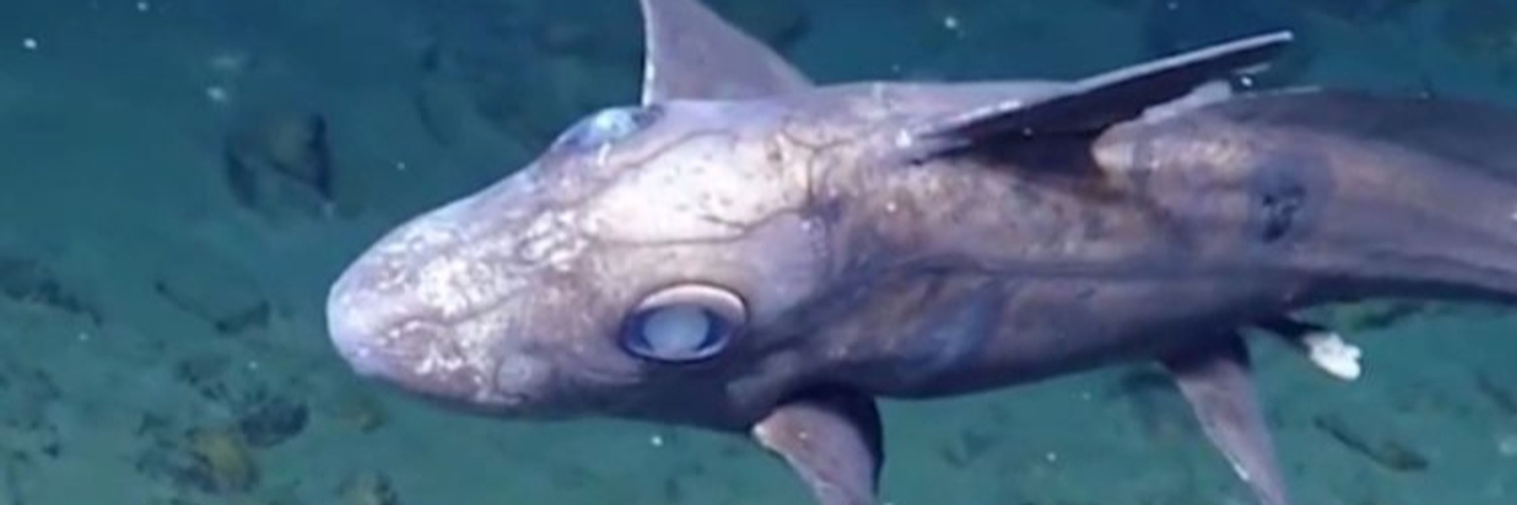 DEADFISH