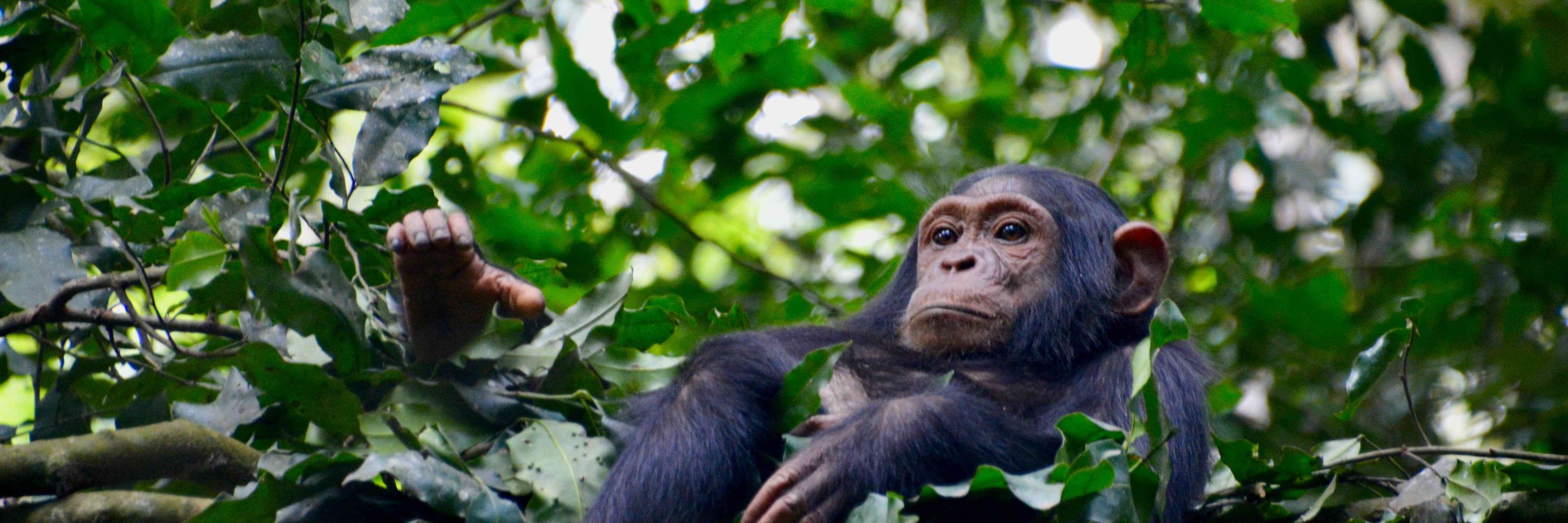 Centre for Comparative and Evolutionary Psychology