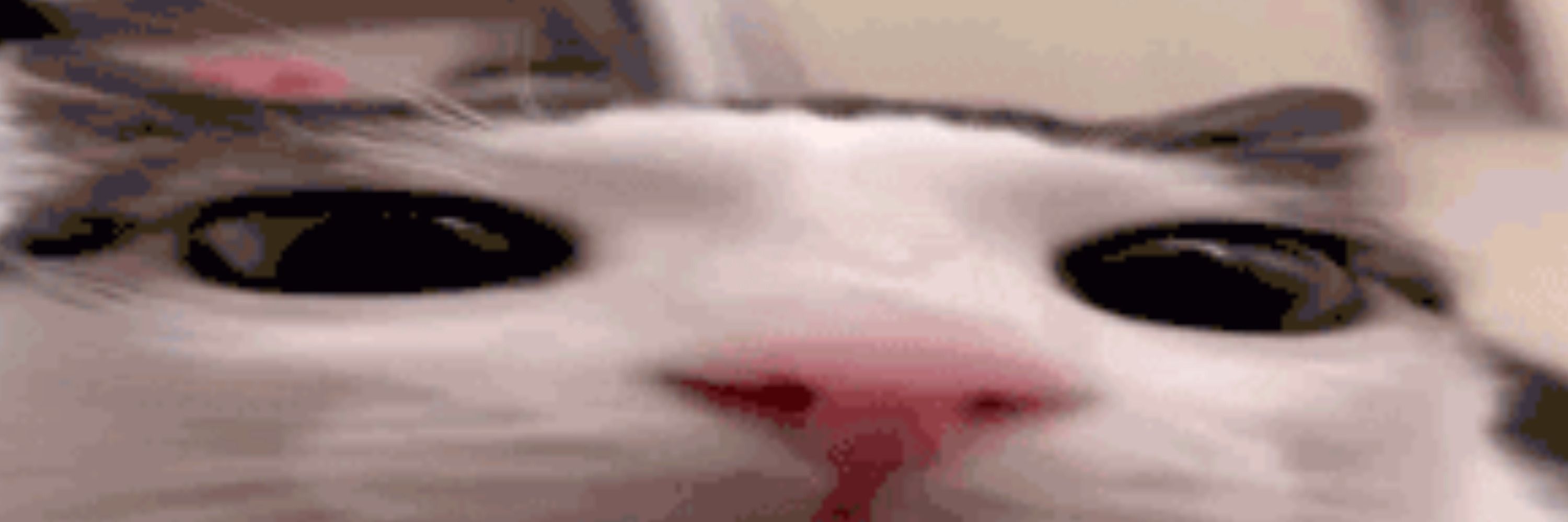 Cats Hourly