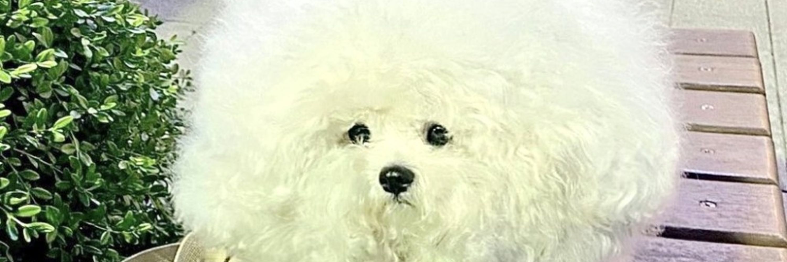 MaritimeMutt