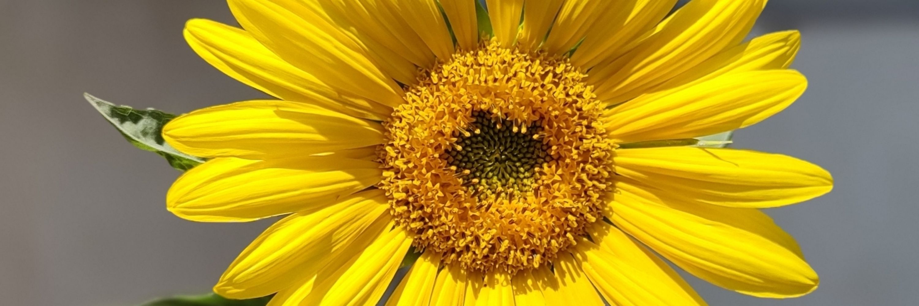 Sole