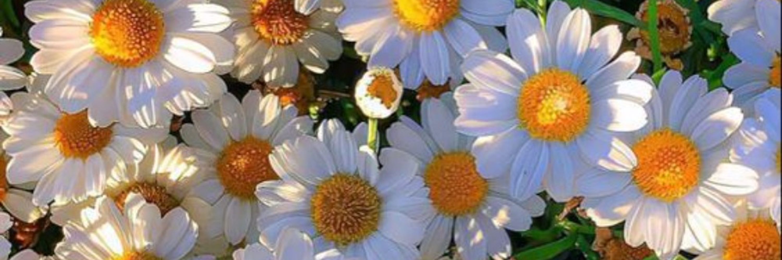 🌻