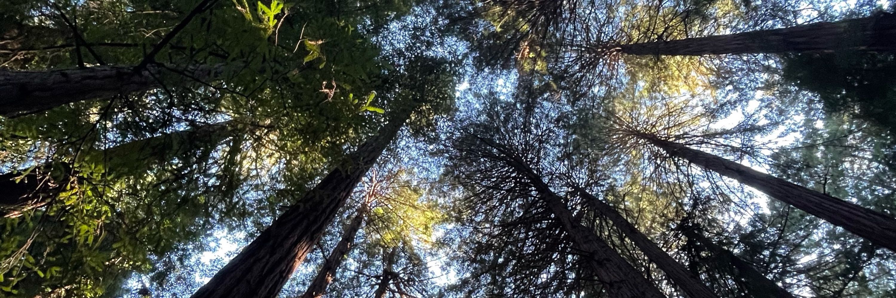 Redwood 9 Retooling