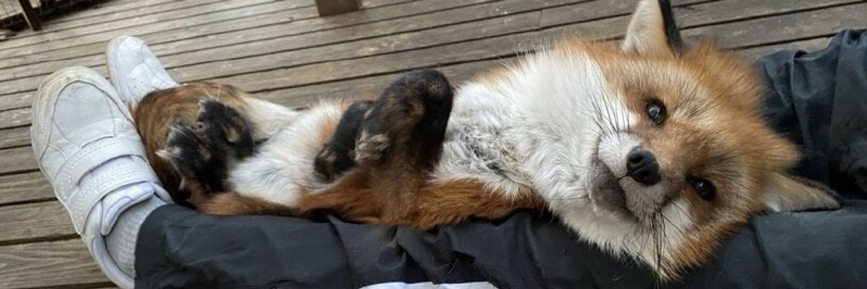 Plushiefox