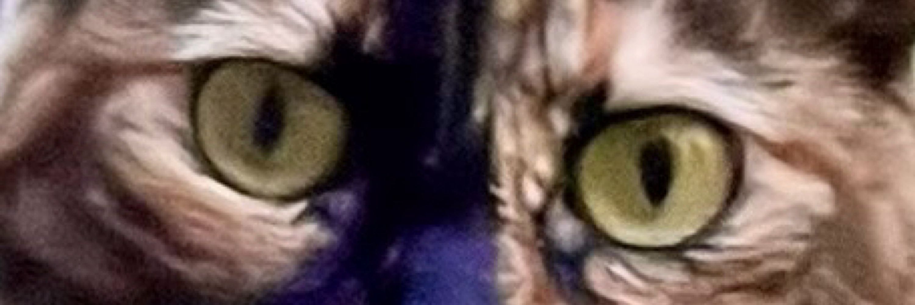 Gamora