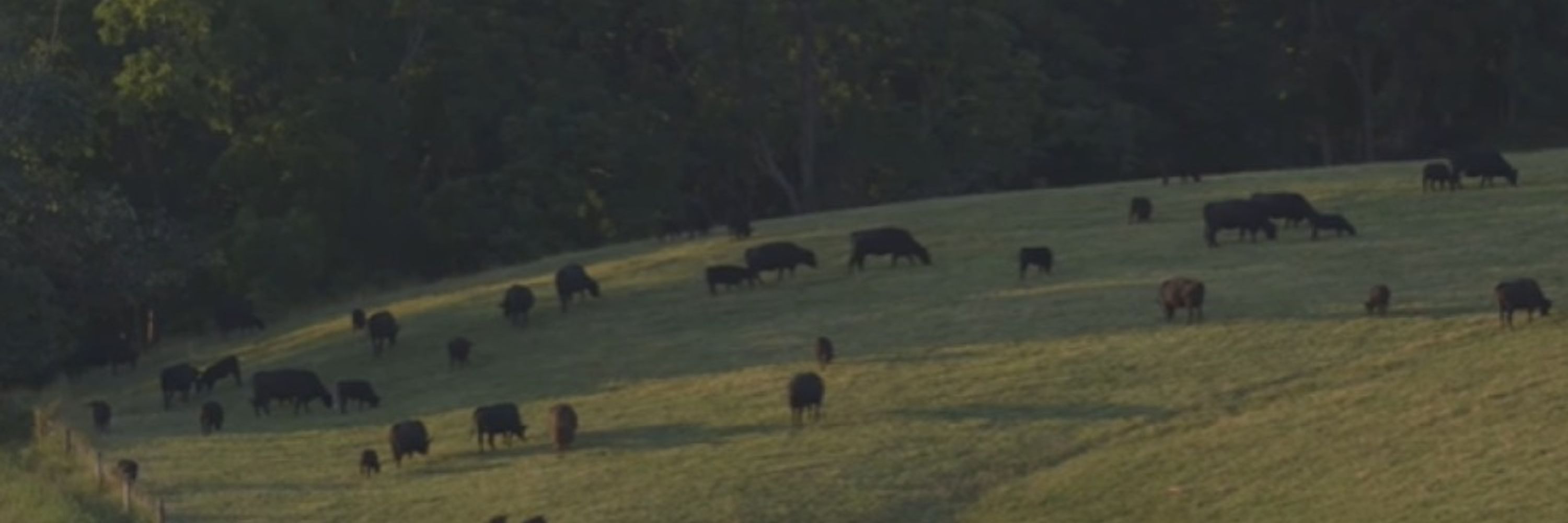 Georgia Rancher