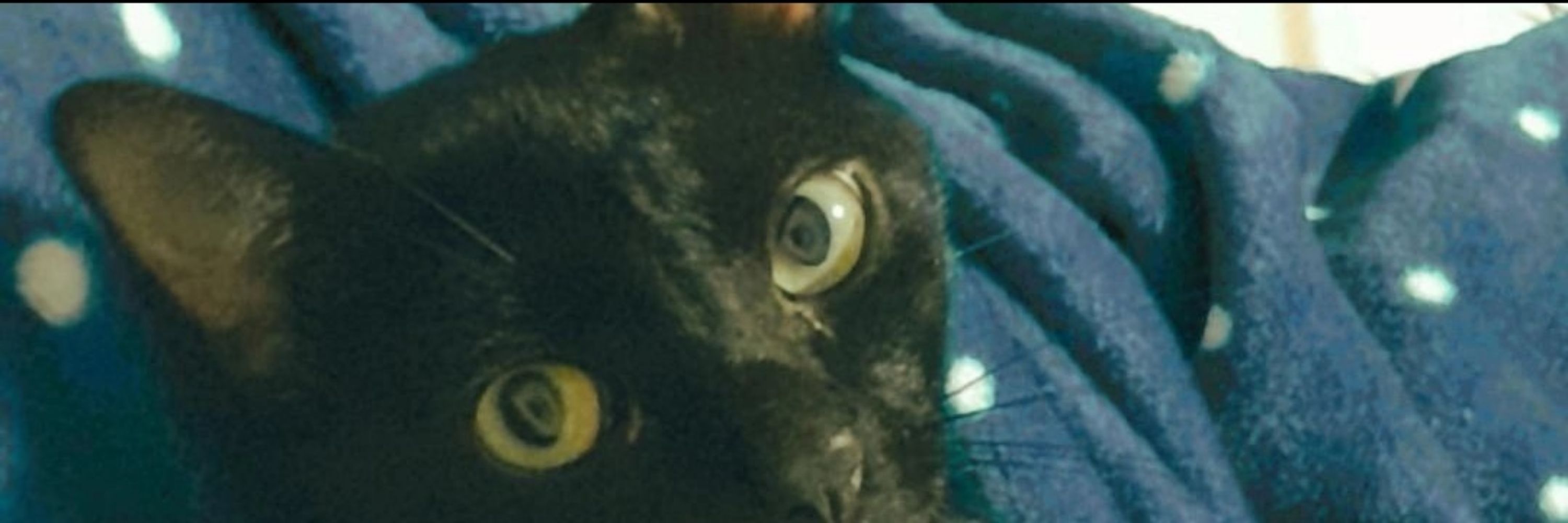 hel3na 🐈‍⬛