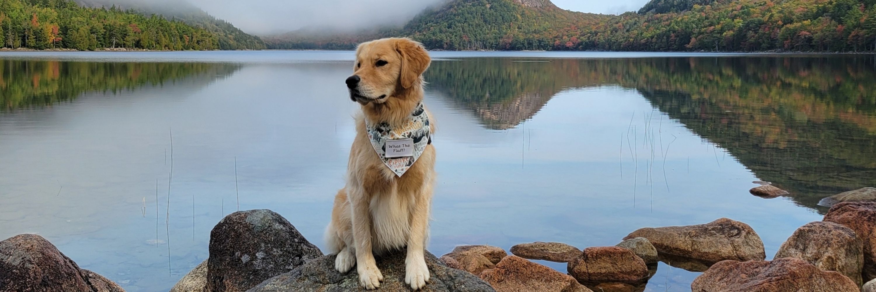 Porterthegoldenpuppy