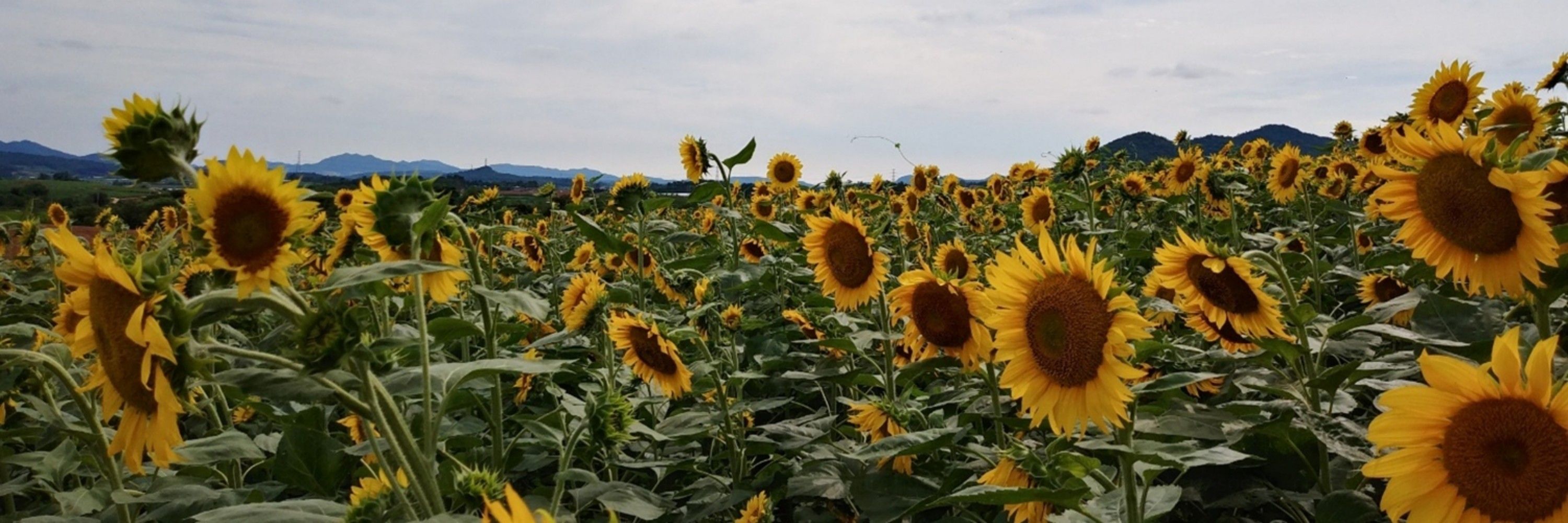 Nem🌻