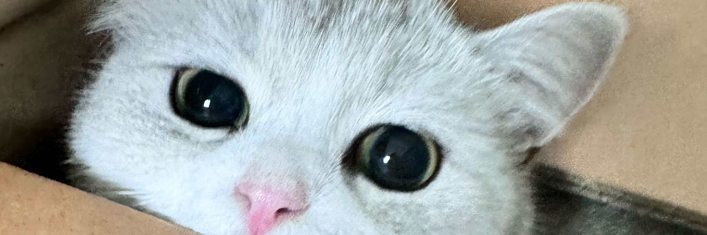 ✿𝕟𝕪𝕦𝕝❁