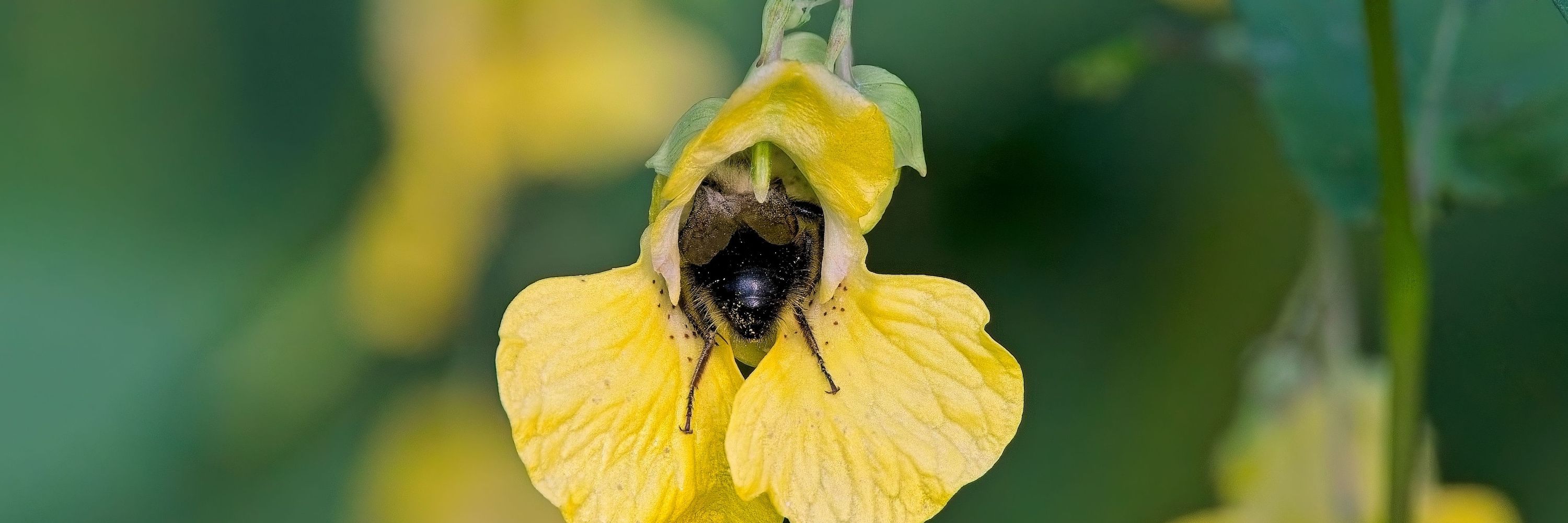 Native Plant Ecosystems