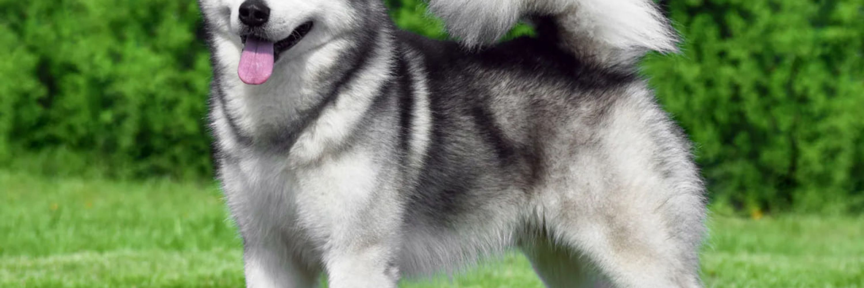Alaskan Malamute