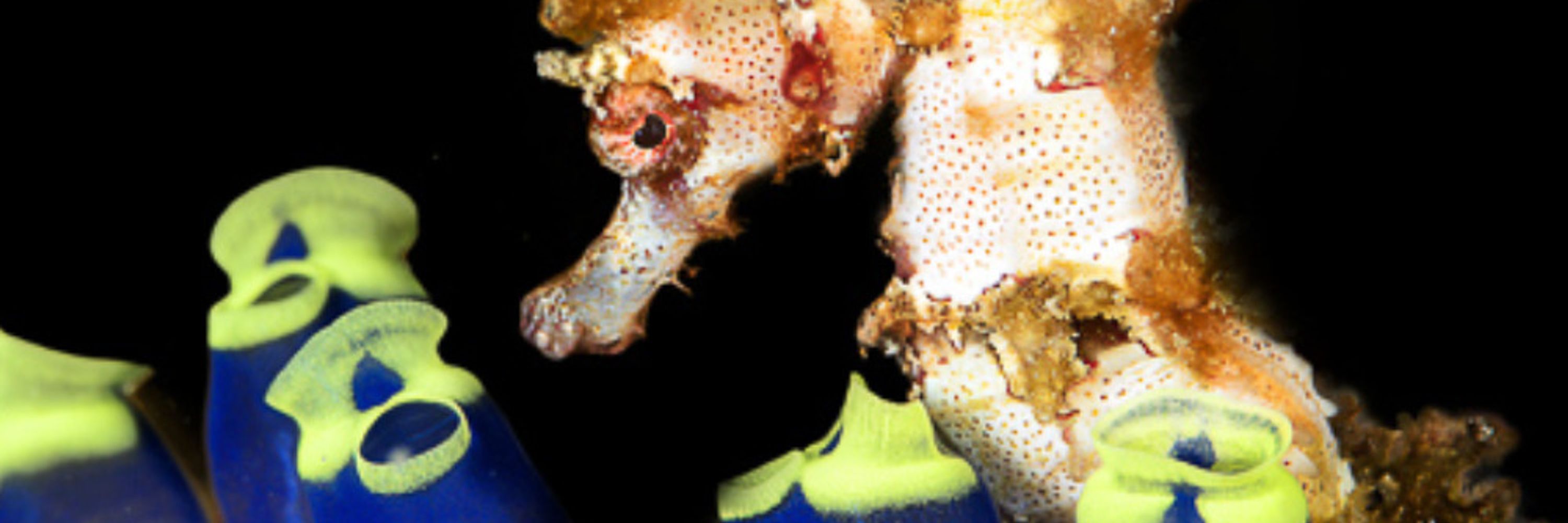 Project Seahorse