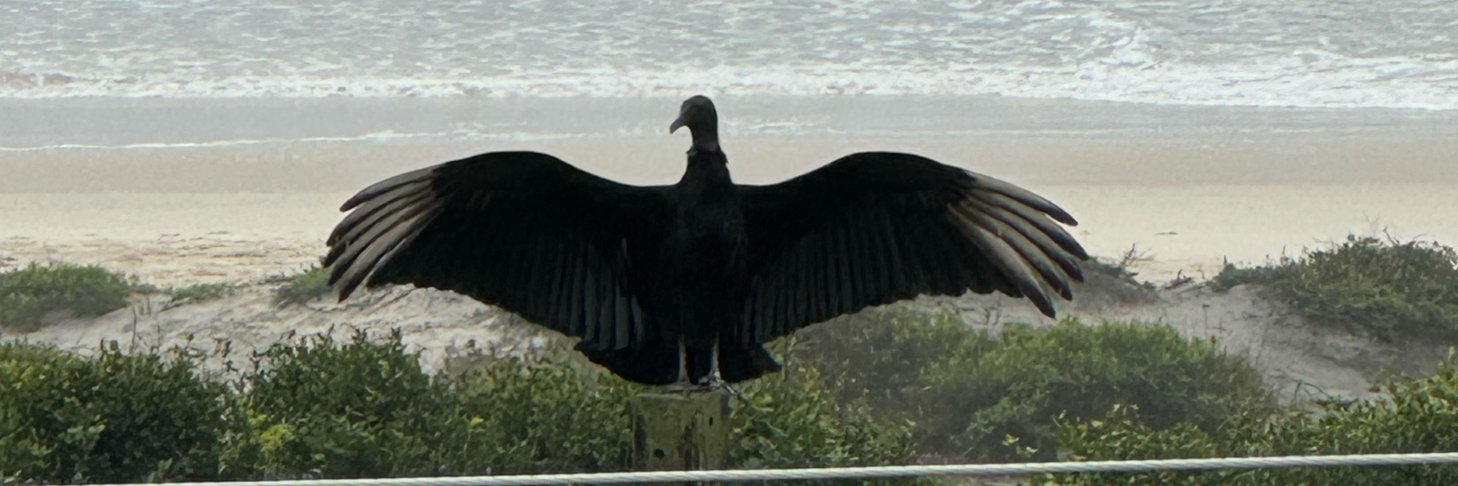 Juliano