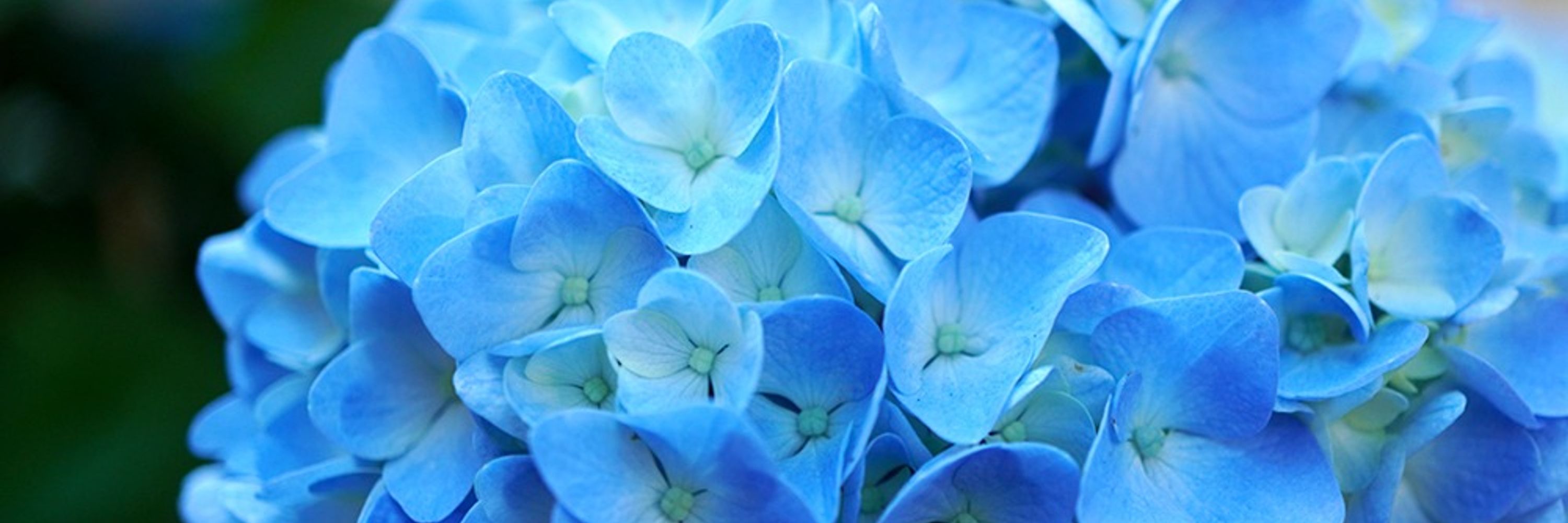 芦穂 / ashiho