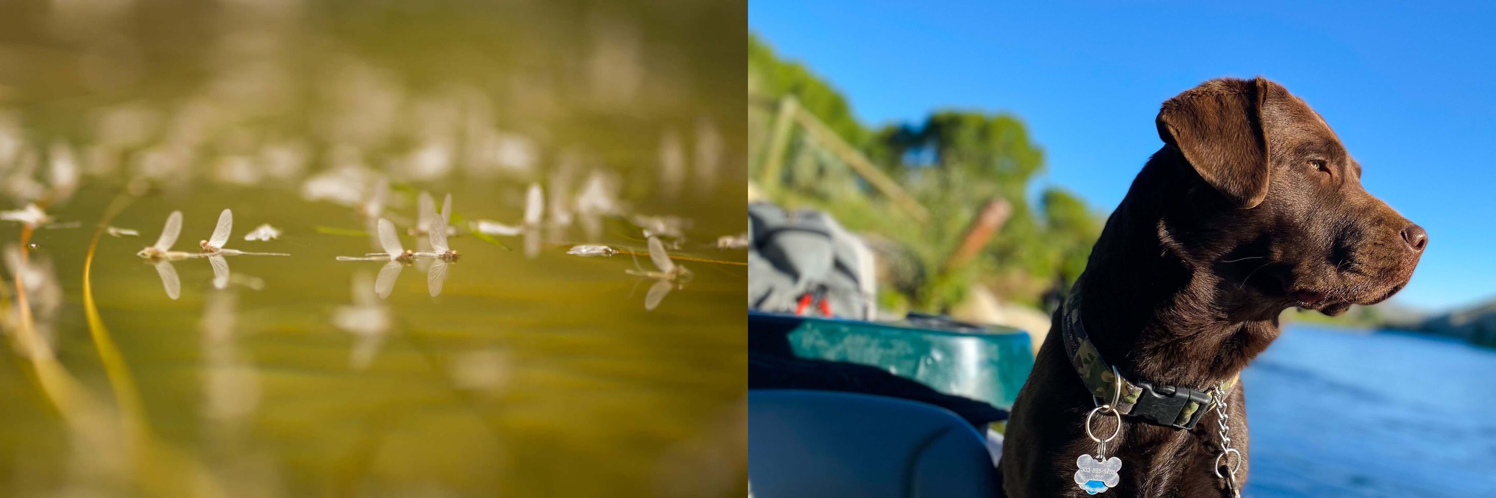 Flylab Fly Fishing