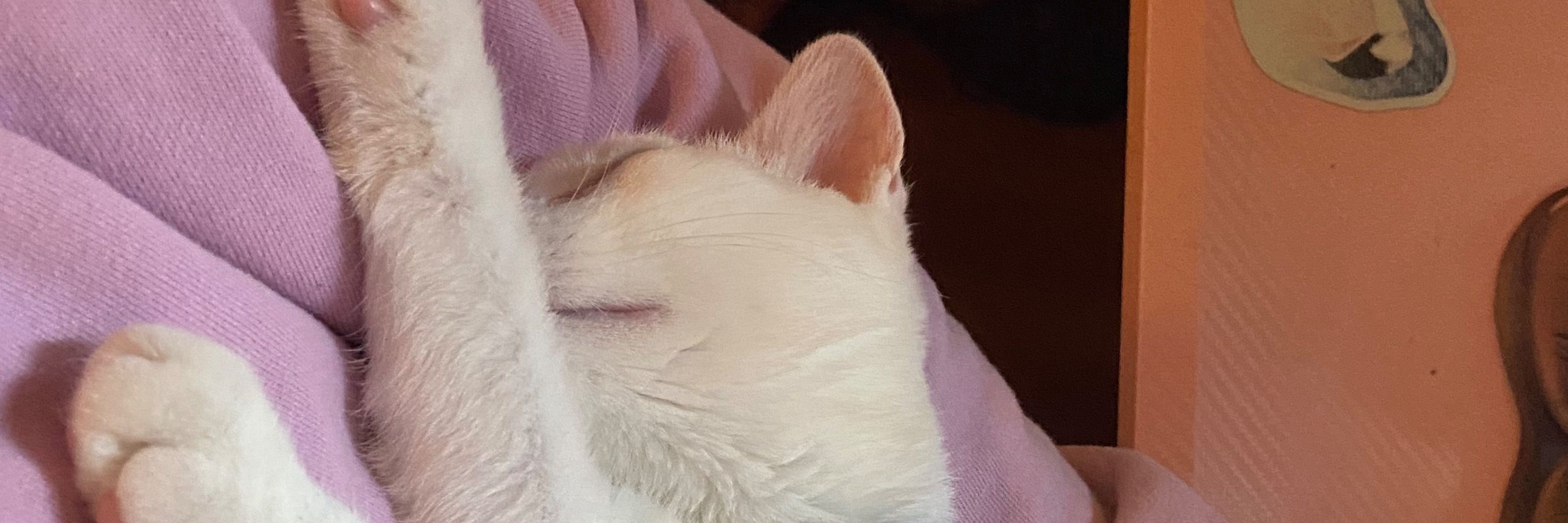 Mogget the Cat
