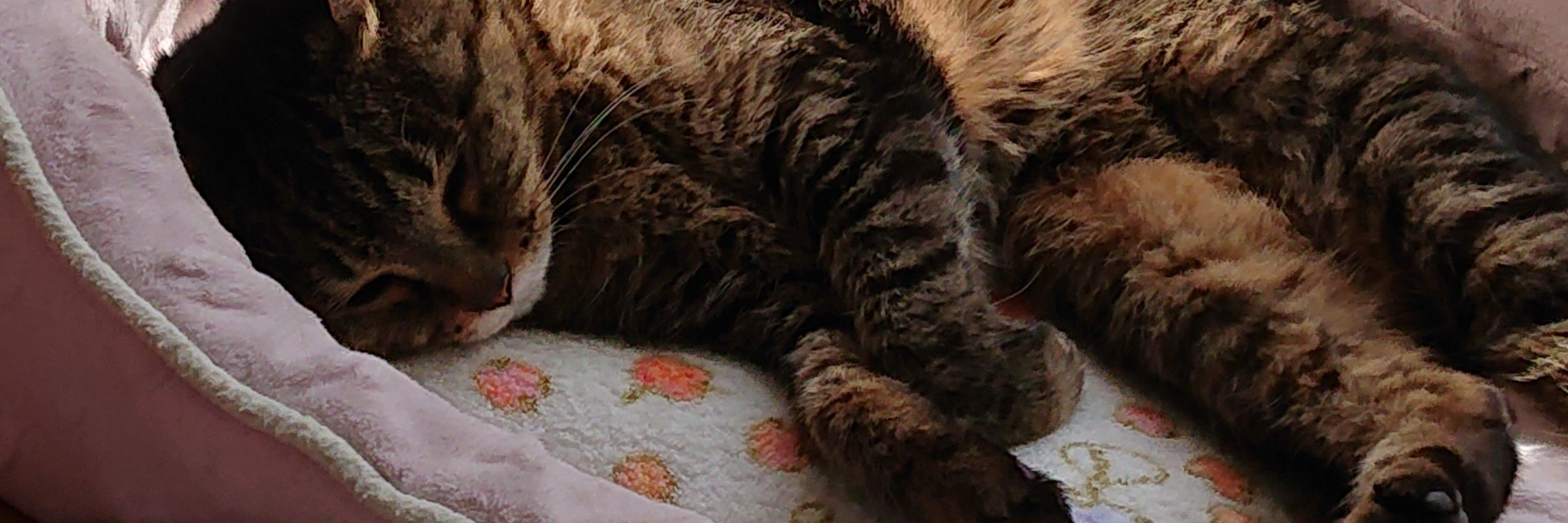 ねこっ歯