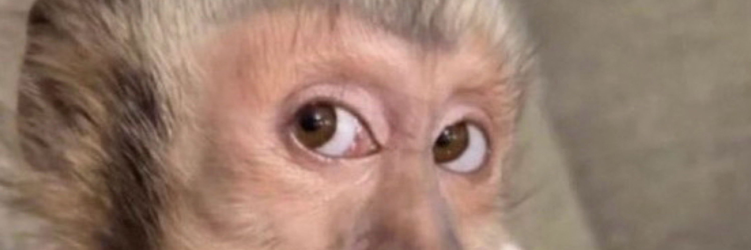 Gustavo