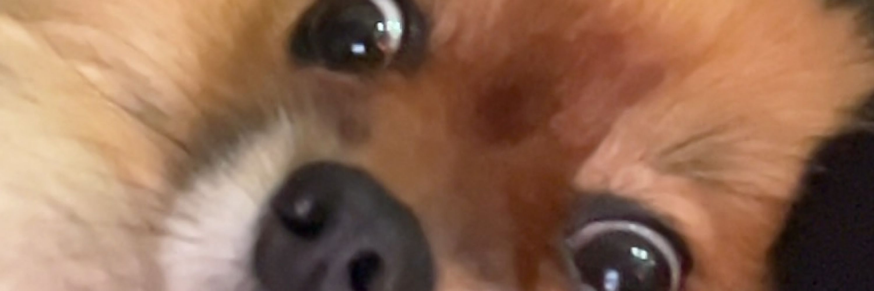Cxry