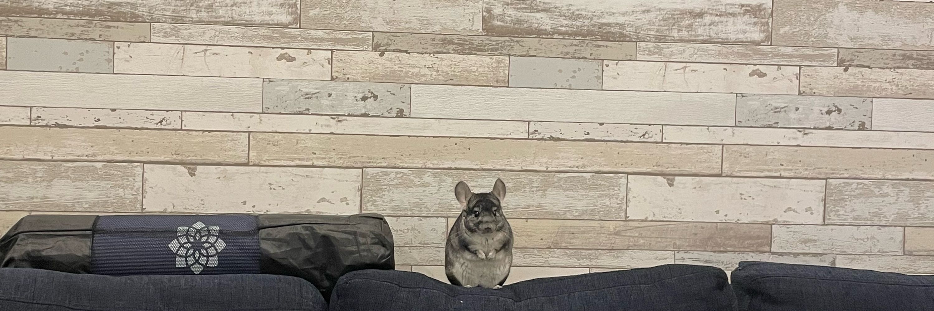 じん🐭チンチラ🐭