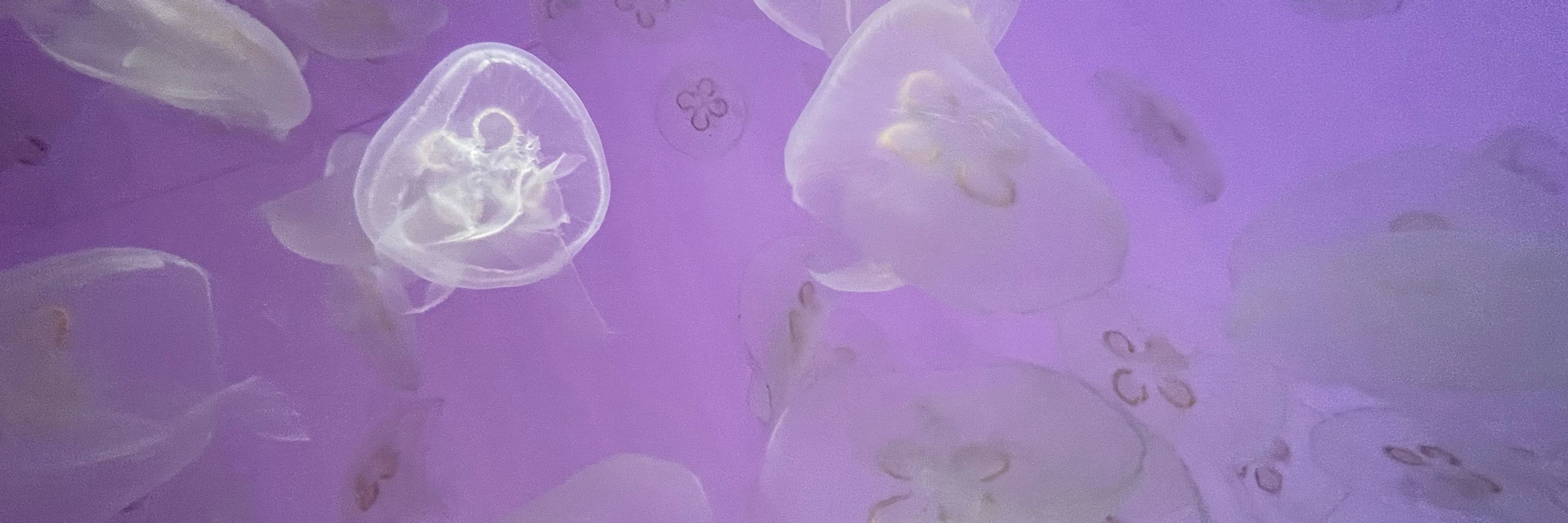 ☾·̩͙⋆ ゆめ ꕀ♡