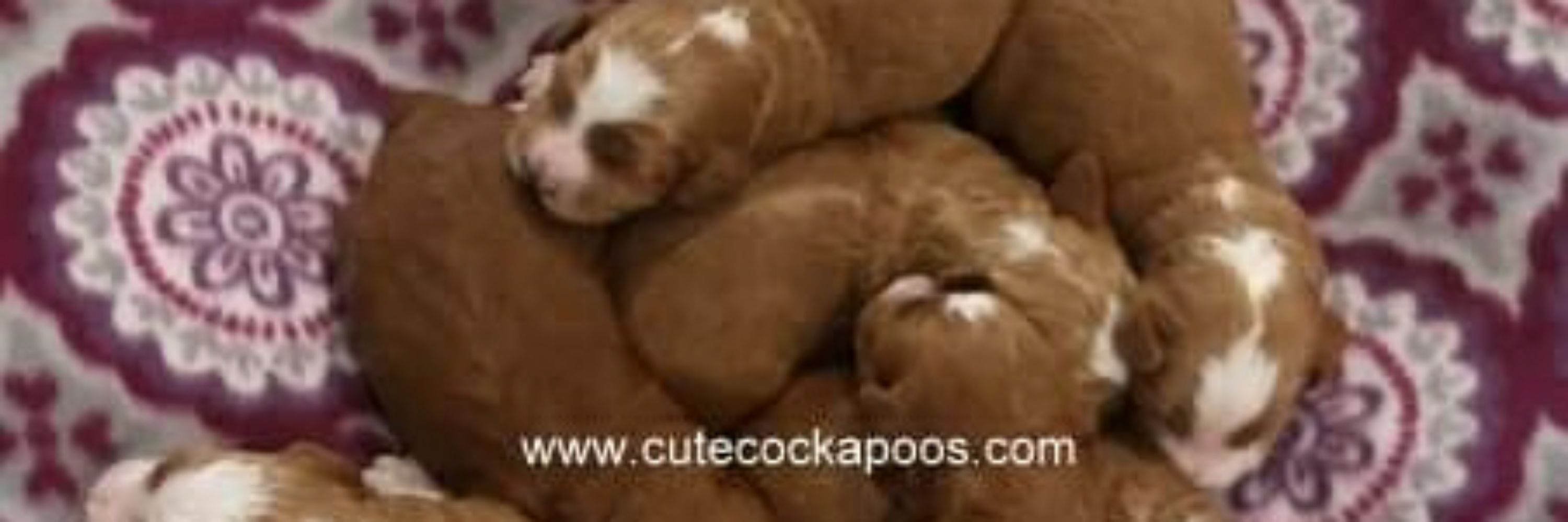 Cute Cockapoos