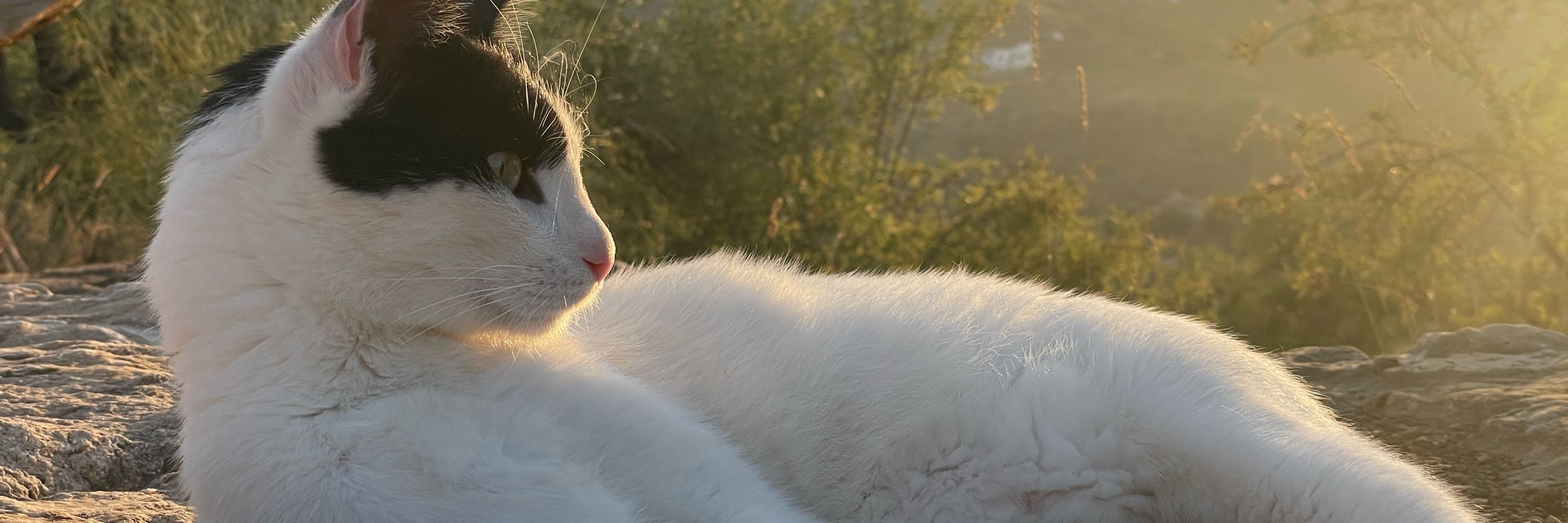 Geralt the adventure cat