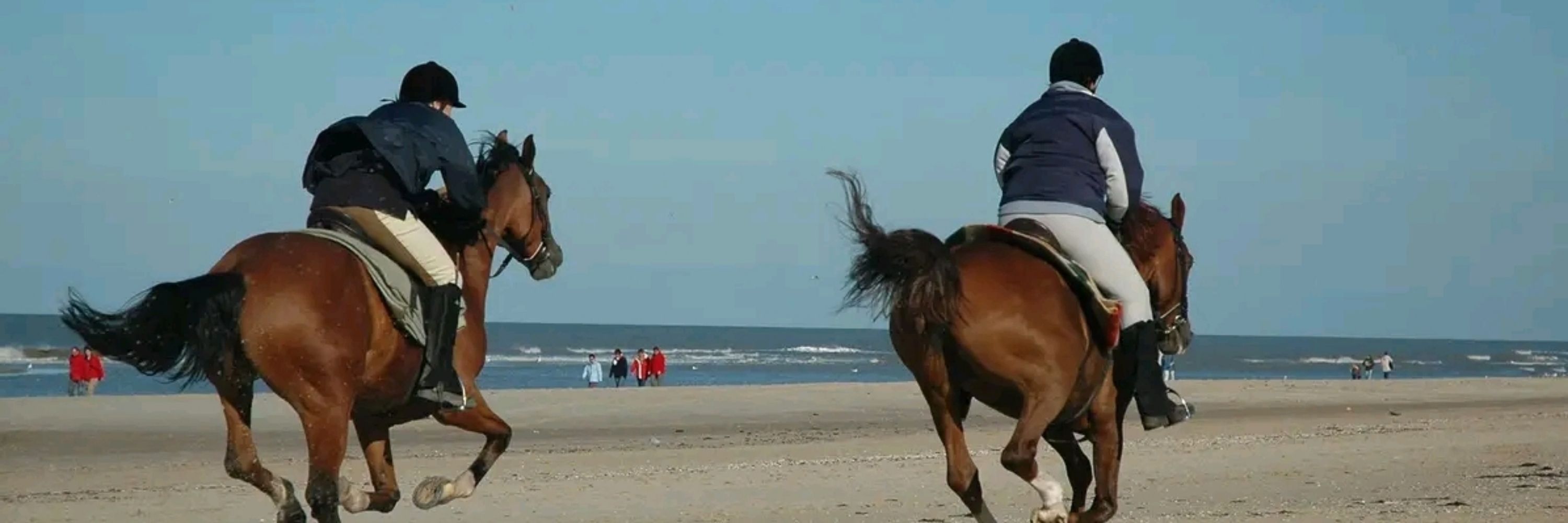 Anja 🐕🐈🐎