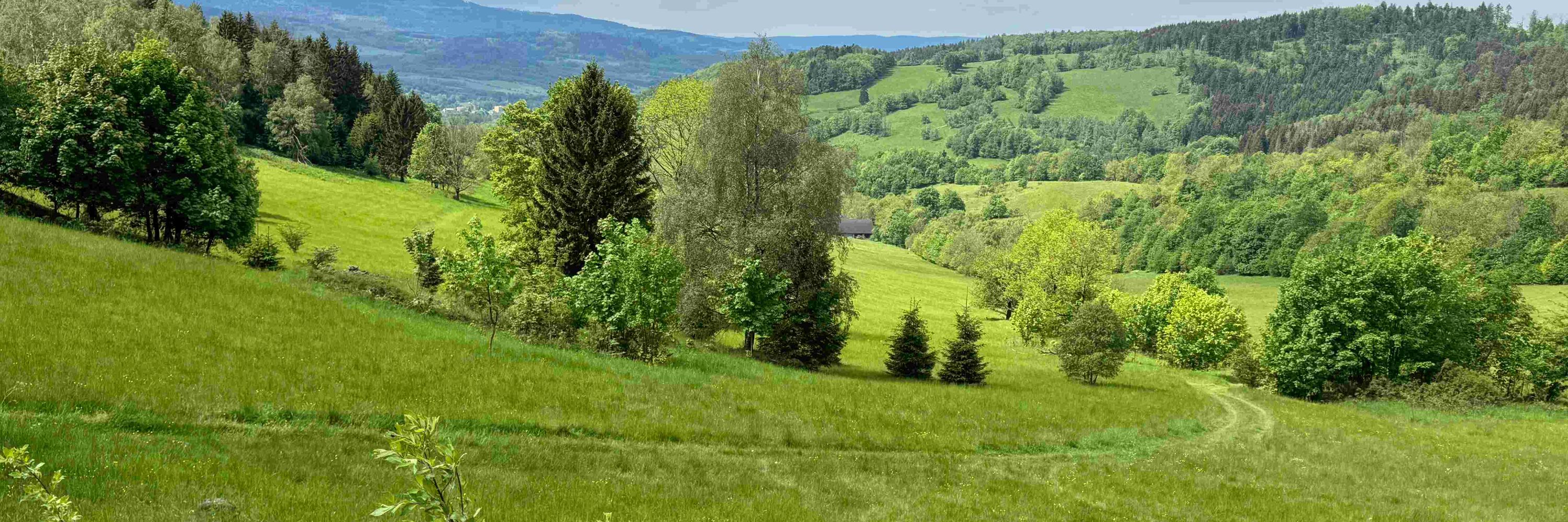 Grachulec