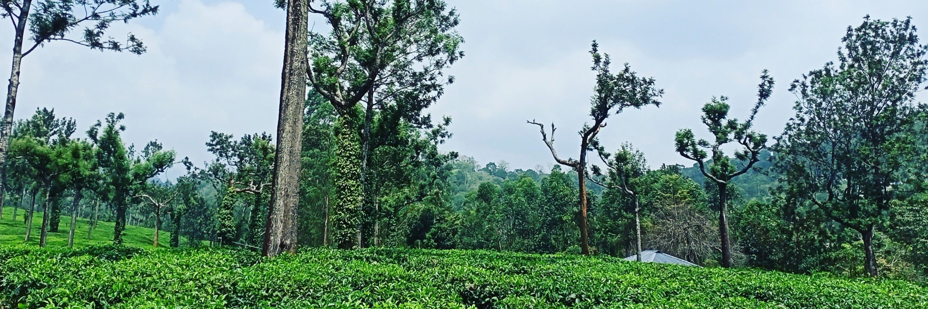 ആദീശു
