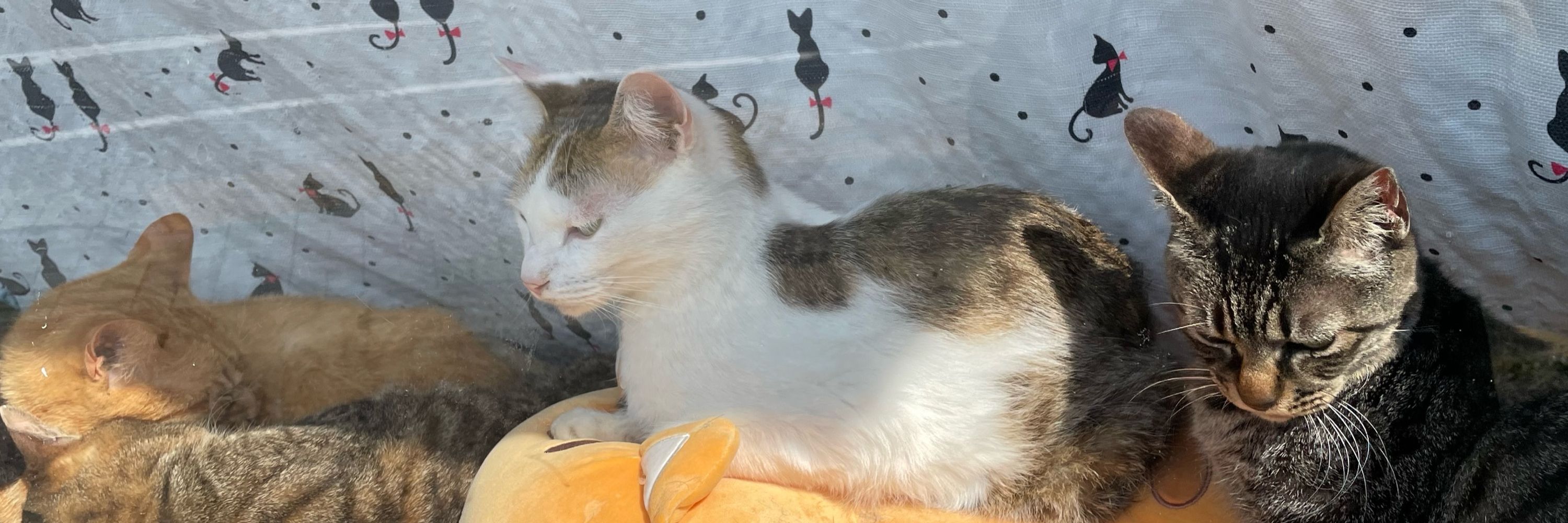 子猫山