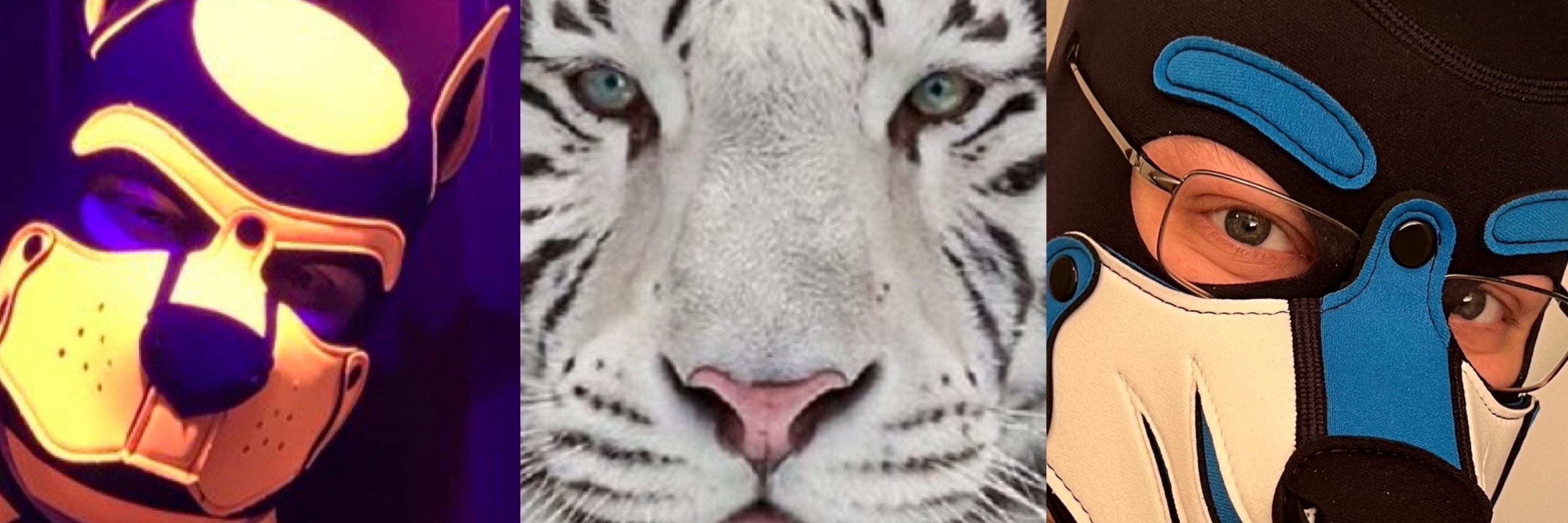 Torch the Tiger