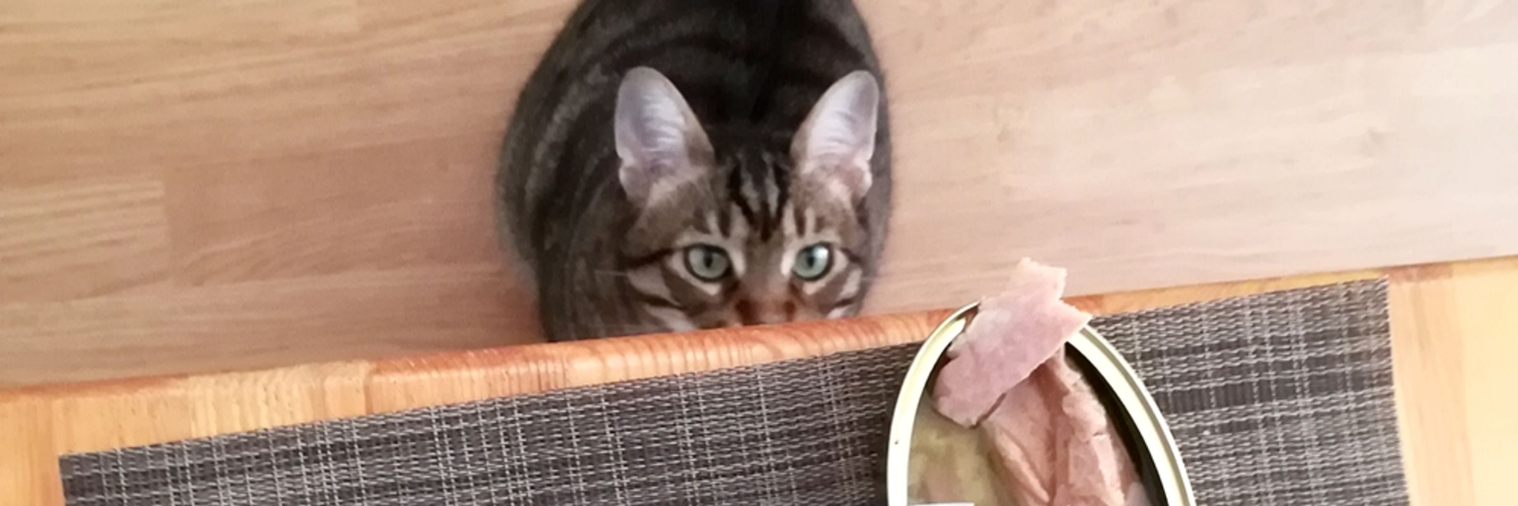 Gemma🌿