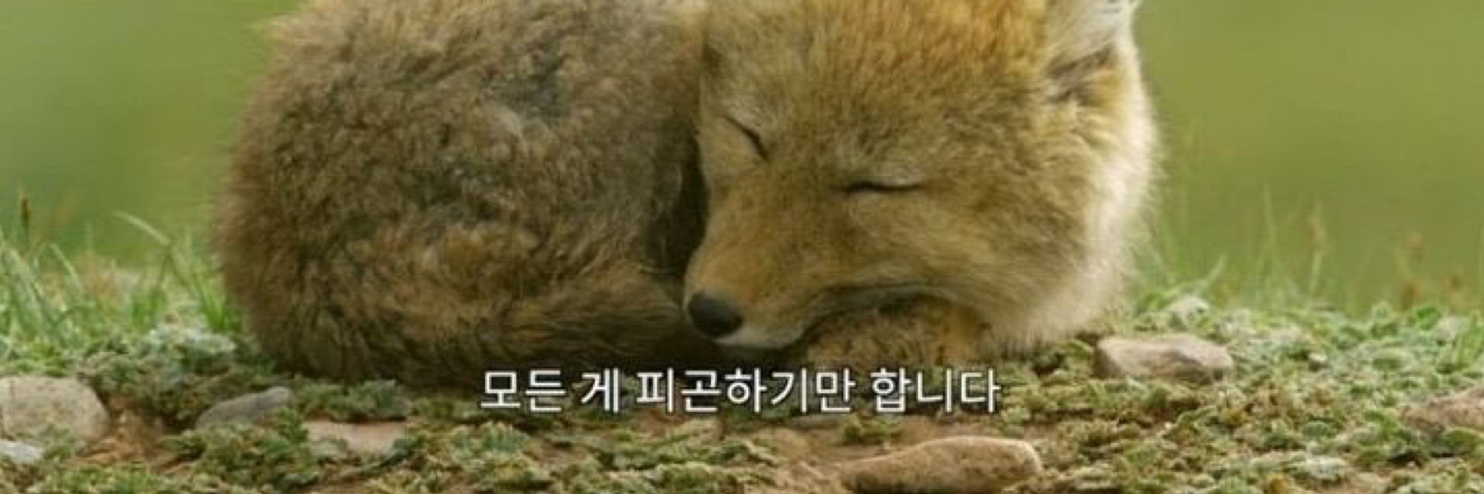 낡은 D’arce 🎗️