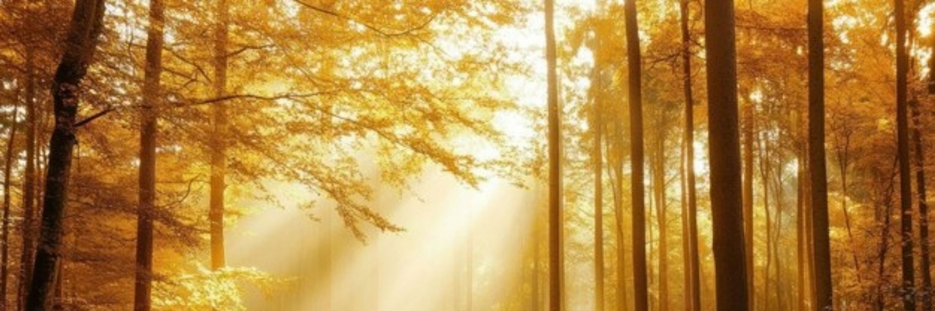 🍁🏵 Hallvarðr 🌼🍂