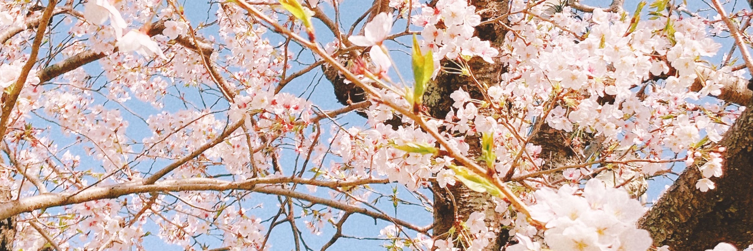 みばた