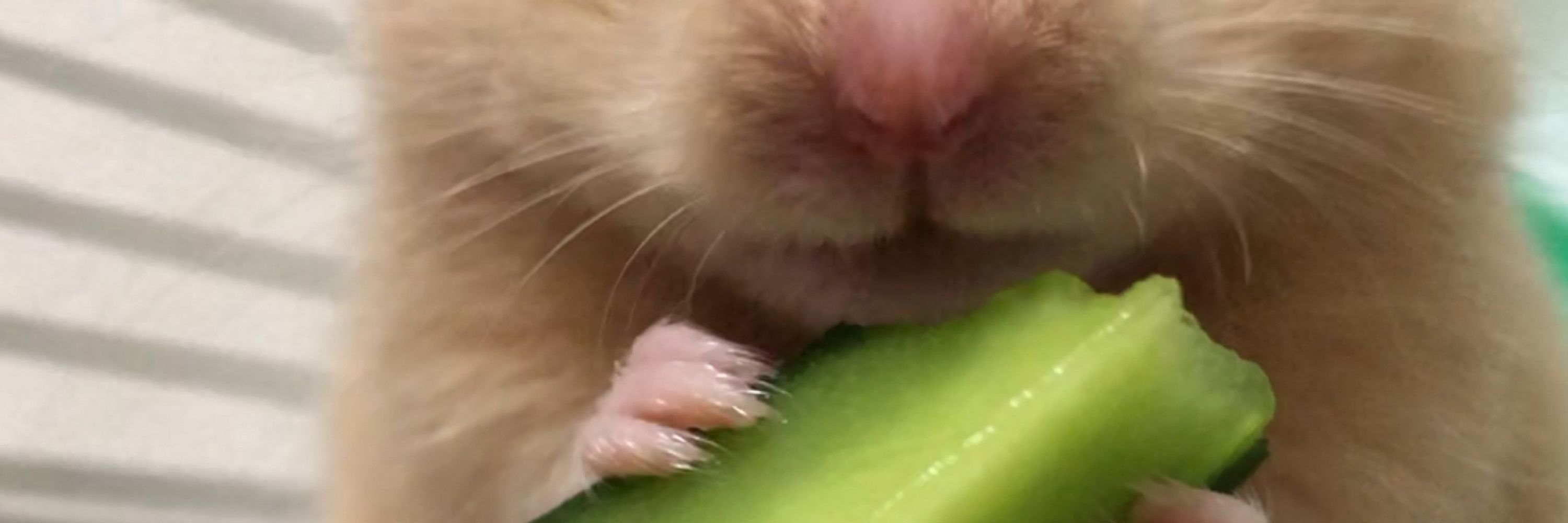 効果てきメンバー
