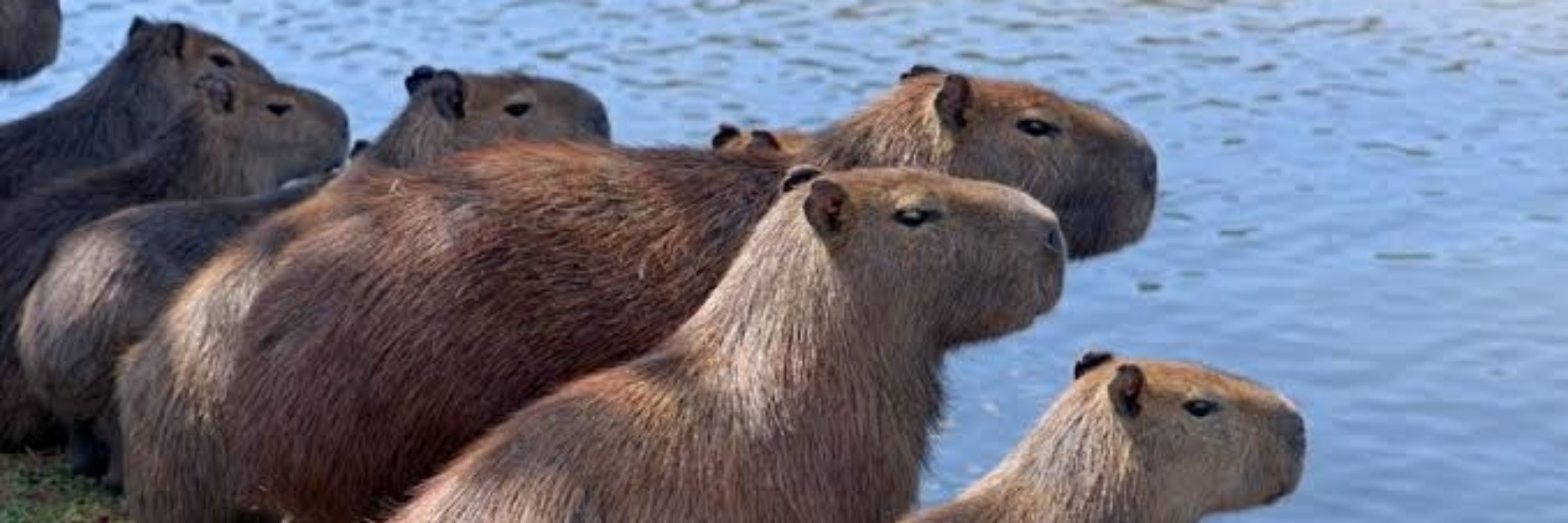 Robisu Capivara