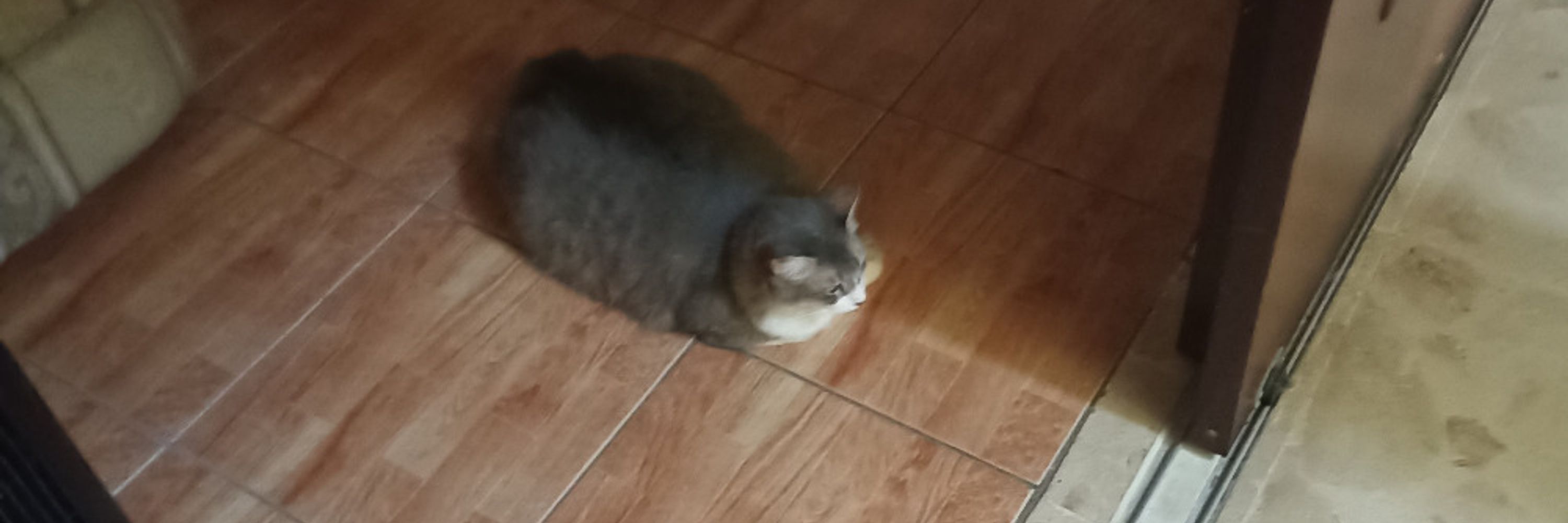 mikos