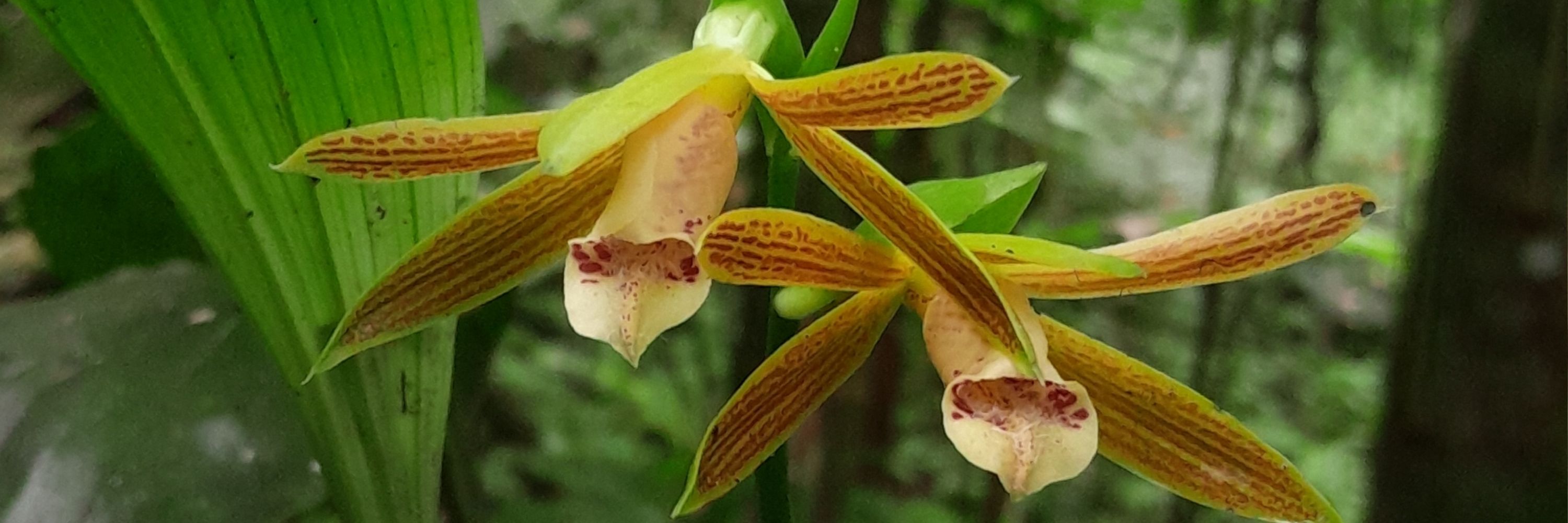Hani Botani